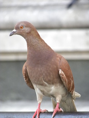 Columba livia domestica
