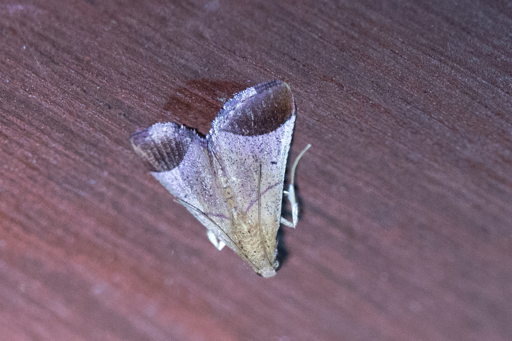 Curena externalis (Curena externalis)