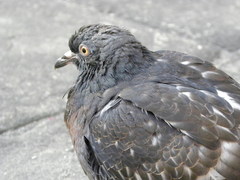 Columba livia domestica