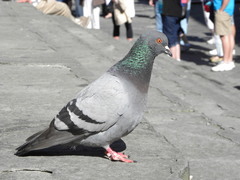 Columba livia domestica