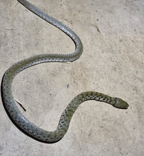 Bar-necked Keelback