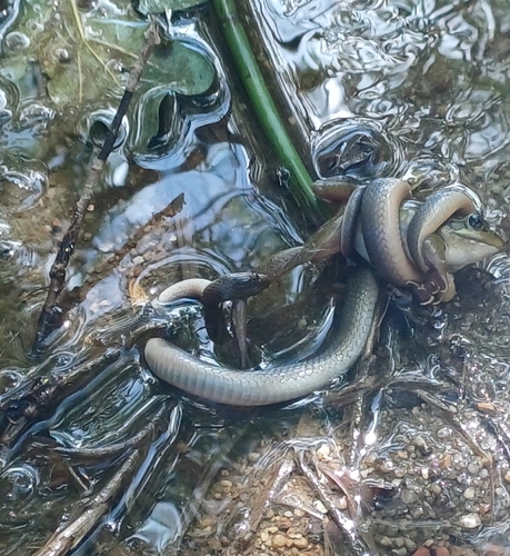 Common Brown Water Snake