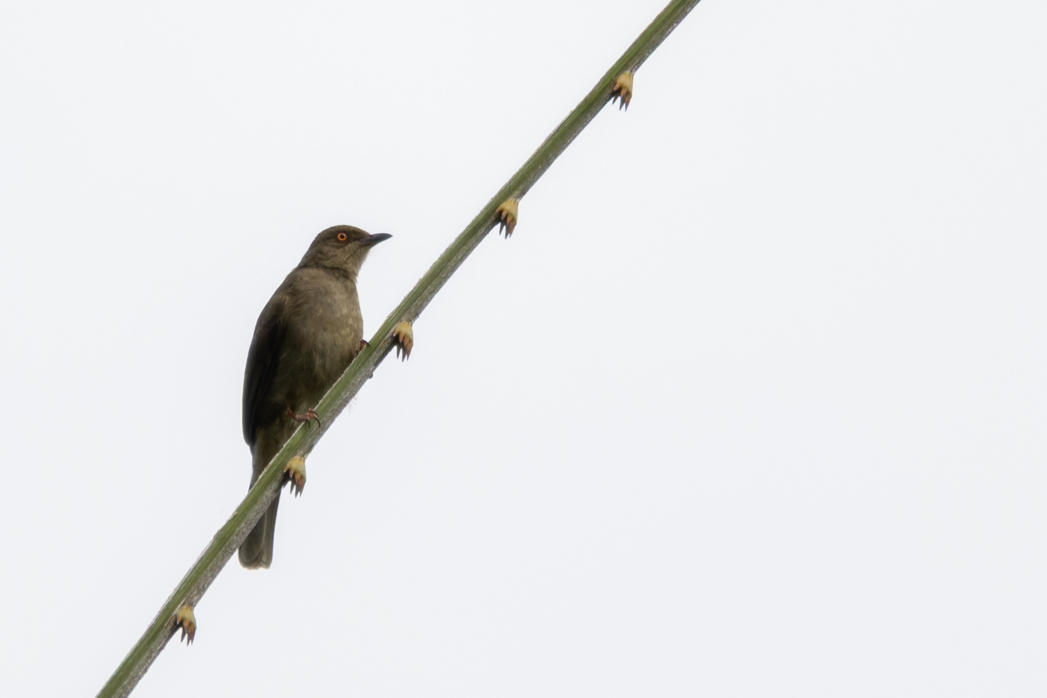 Red-eyed Bulbul illustration