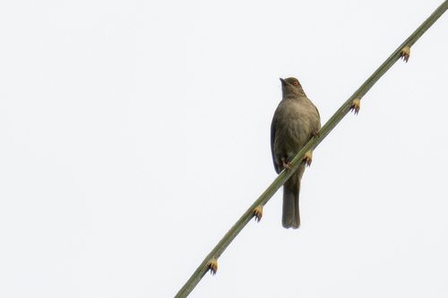 Asian Red-eyed Bulbul (Pycnonotus brunneus), photo 2