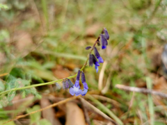 Salvia helianthemifolia