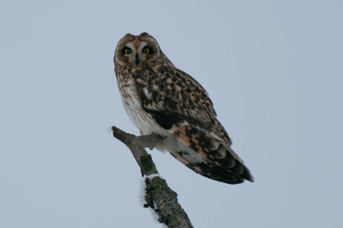 View observation of {o.common_name} on iNaturalist