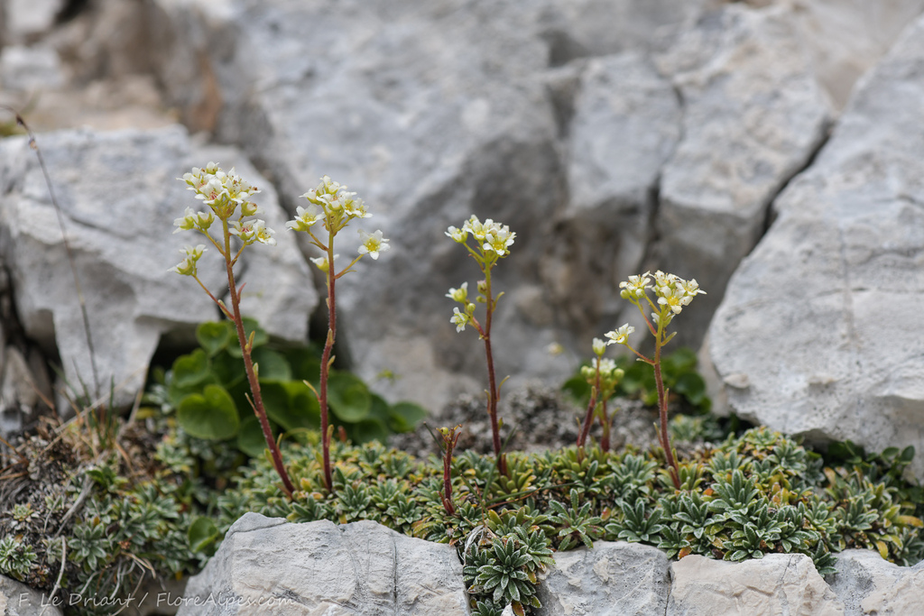 Saxifraga crustata