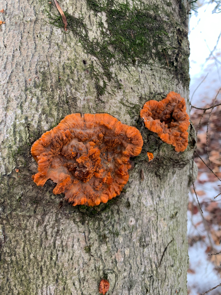 Phlebia radiata · January 2026 · photo: © shanzeyoell (iNaturalist, cc-by)