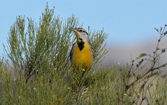 Sturnella magna lilianae