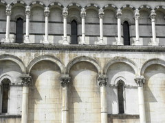 Columba livia domestica