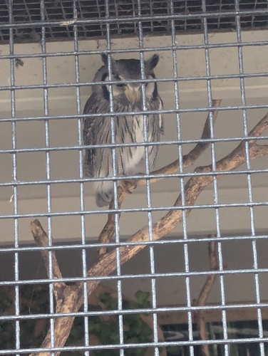 View observation of {o.common_name} on iNaturalist