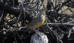 Sturnella magna lilianae