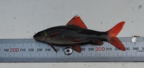 Rainbow shark (Epalzeorhynchos frenatus) — Cyprinidae — 2