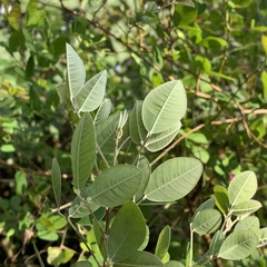 Lespedeza thunbergii