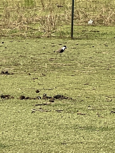 Spur-winged Lapwing