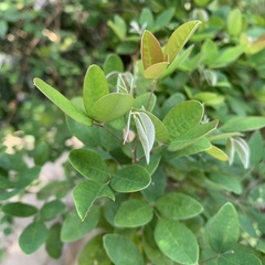 Lespedeza thunbergii