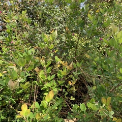 Lespedeza thunbergii
