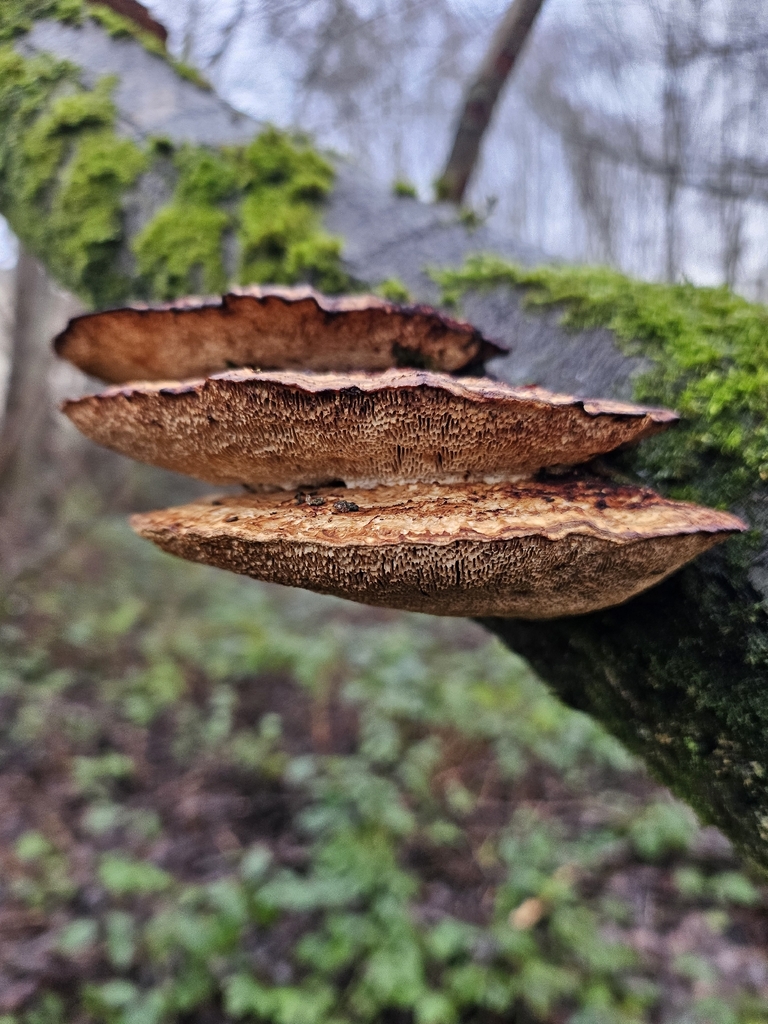 Daedaleopsis confragosa · January 2026 · photo: © david-bennet (iNaturalist, cc0)