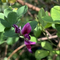 Lespedeza thunbergii