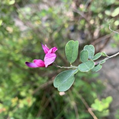 Lespedeza thunbergii
