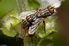 Brachycera