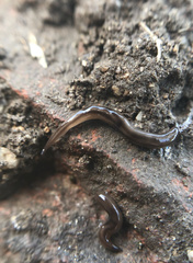 Rhynchodemus sylvaticus