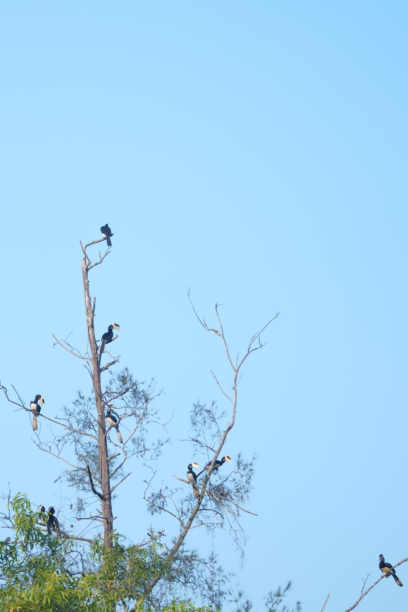 Malabar Pied Hornbill (Anthracoceros coronatus), photo 1