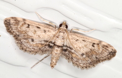 Parapoynx crisonalis