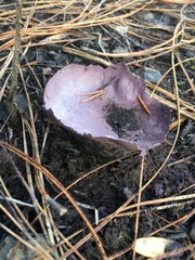 Calvatia fragilis