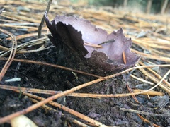 Calvatia fragilis