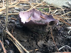 Calvatia fragilis