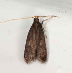 Lecithocera terrigena