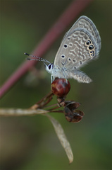 Hemiargus ramon