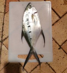 Trachinotus coppingeri