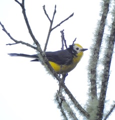 Myioborus ornatus