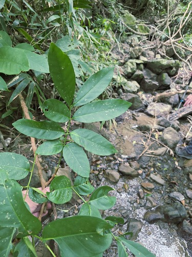 Chisocheton observed 2026-01-10