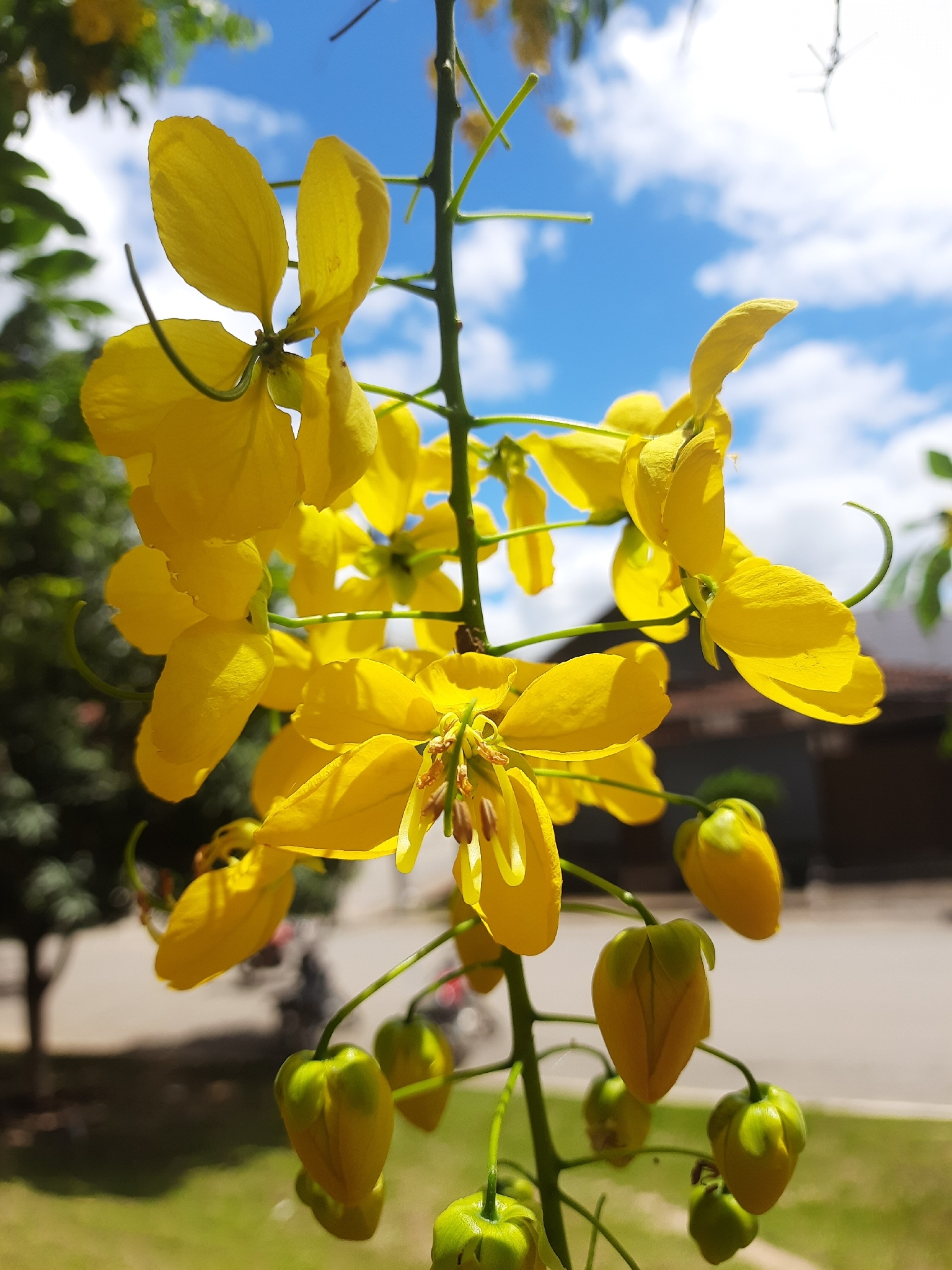 Cassia fistula