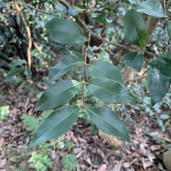 Syzygium formosanum