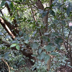 Syzygium formosanum