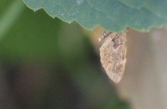 Stamnodes coenonymphata