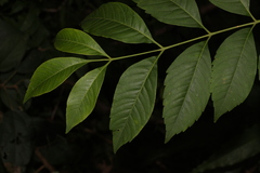 Cipadessa baccifera