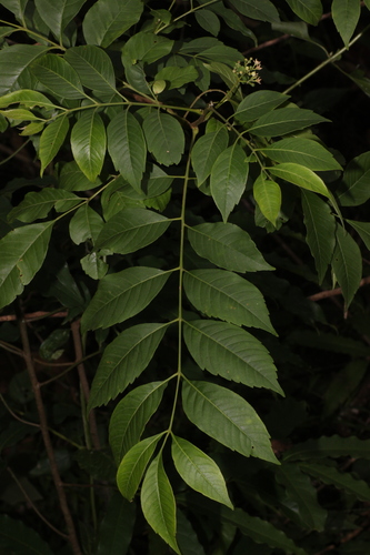 Cipadessa baccifera, photograph 1