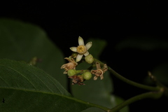Cipadessa baccifera, photograph author not stated, no rights reserved