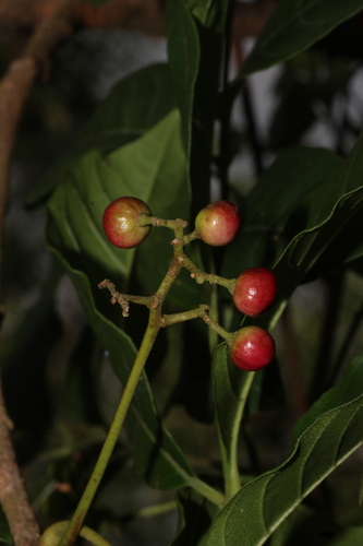 Cipadessa baccifera, photograph 4