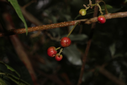 Cipadessa baccifera, photograph 3
