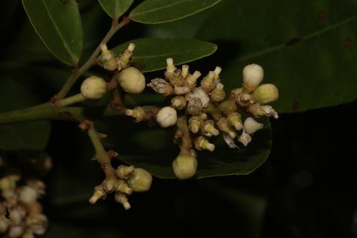 orangeberry (Glycosmis pentaphylla)