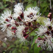 Chromolaena ovaliflora - Photo (c) Chris Lloyd, algunos derechos reservados (CC BY-NC), uploaded by Chris Lloyd