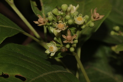Cipadessa baccifera, photograph author not stated, no rights reserved