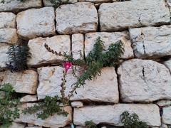Großes Löwenmaul (Antirrhinum majus): Herkunft und Verwendung — Foto 3