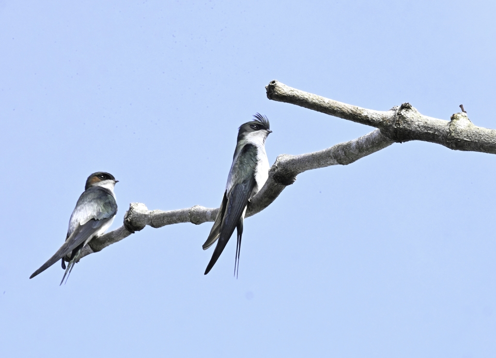 Gray-rumped Treeswift (Hemiprocne longipennis)